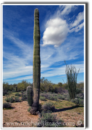 "saguaro - clouds"
McDowell mountain preserve